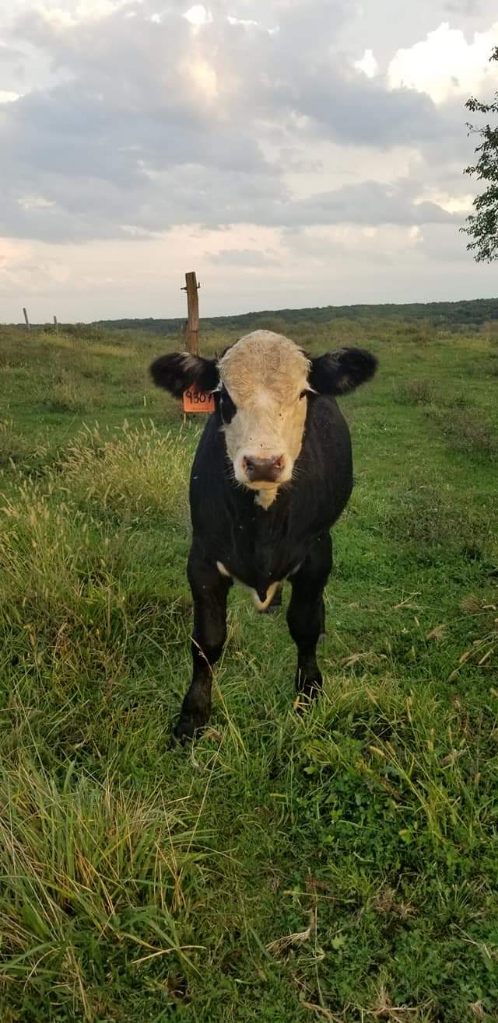 Iowa cattle ready for processing